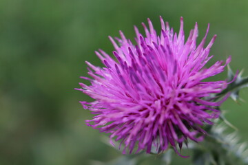 flower, thistle, nature, purple, plant, summer, flora, macro, wild, bloom, blossom, closeup, garden, spring, grass, pink, field, wildflower, flowers, weed, color, head, blooming, herb, 