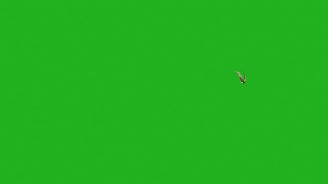 Animated Eagle Flying Footage Video On Green Screen 