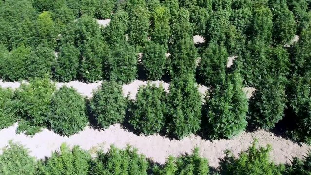 Large field of Cannabis Plants