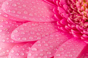 Pink Gerbera flower