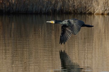 Great Cormorant (Phalacrocorax carbo) flying above the water