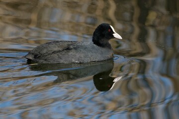 Eurasian Coot (Fulica atra) on the water