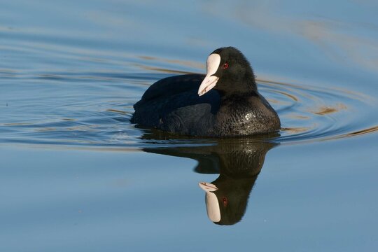 Hurbel Bilder Durchsuchen 19,577 Archivfotos, und