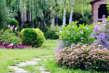 Dwarf spirea japonica blooming in summer. Beautiful garden view with stone pathway