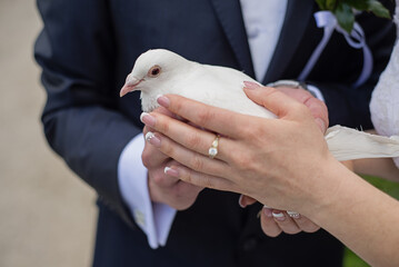 the newlyweds hold a white dove in their hands