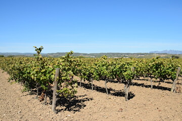 Campos cultivados con viñedos.