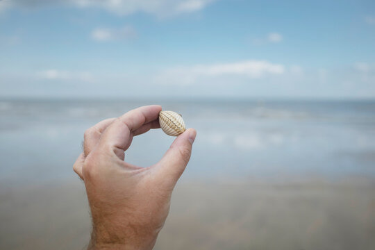 Hand of man holding seashell at beach