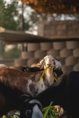 goat in a farm in Dubai 