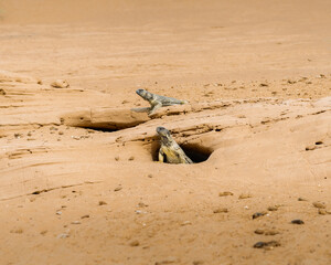 lizards in the desert 