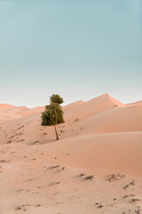 Fototapeta na wymiar tilted tree in sand dunes in the desert