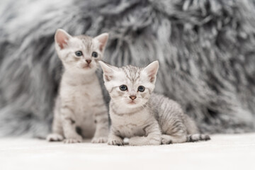 Cute gray and white kittens