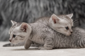 Cute gray and white kittens