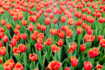Red tulip field in winter