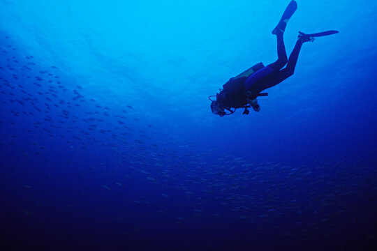 A diver descends towards a school of fish.