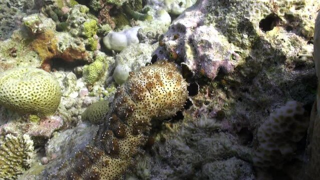 Holothuria on coral climbing slowly underwater in Maldives. Holothuria, or sea cucumbers or sea capsules are class of invertebrates of genus echinoderms.