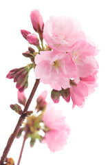 白背景の旭山桜のクローズアップ
