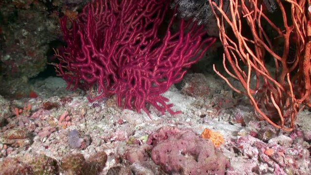 Red coral underwater background dark blue water in Maldives nice picture. Because of their unique qualities, corals have been studied for thousands of years.