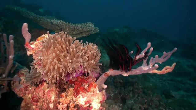 Eight-beam corals move thank to underwater currents and orange fish in Maldives. The polyp structure is relatively uniform, characterized by a corolla of eight tentacles and eight mesmeric septa.