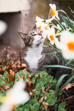 Closeup of House Cat in a Spring Garden smelling daffodils