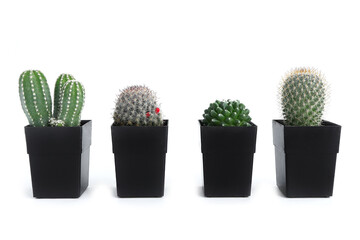 Cactus, Set of Cacti plant in pots isolated on white background. beautiful houseplant