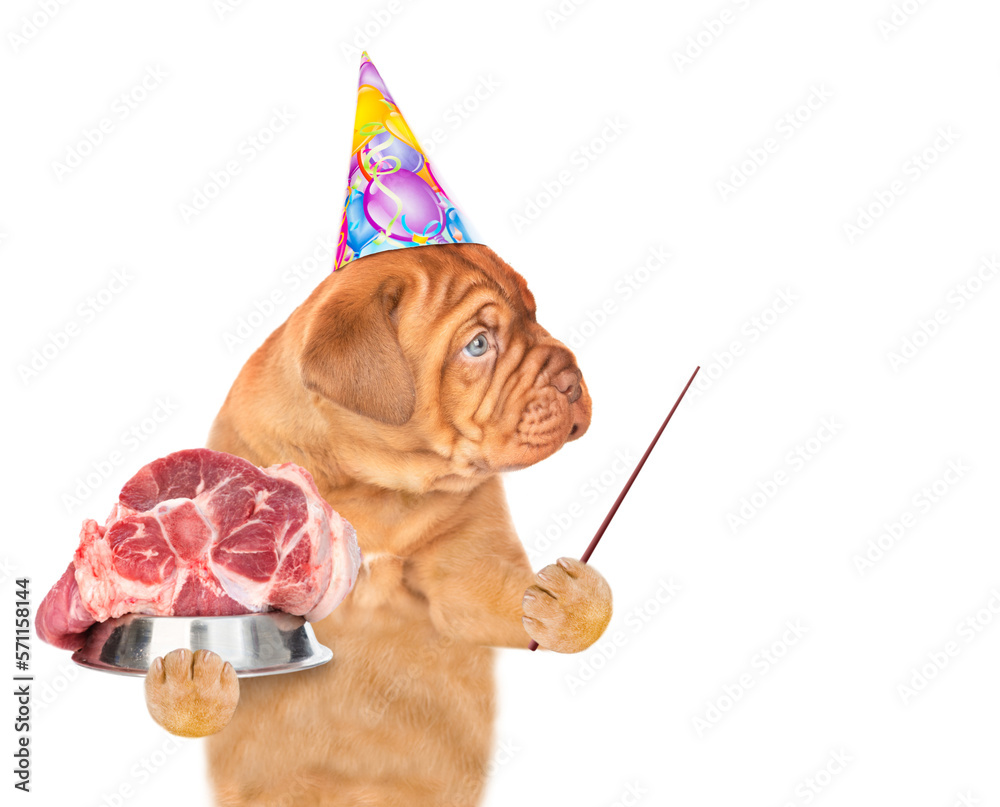 Poster funny puppy wearing party cap holding bowl of raw meat and points away on empty space. isolated on w