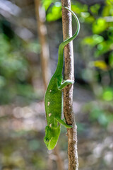 Furcifer verrucosus, known as the warty chameleon, spiny chameleon or crocodile chameleon, endemic species of small reptile. Isalo National Park, Madagascar wildlife