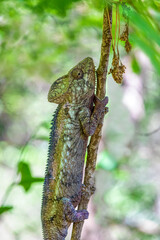 Malagasy giant chameleon or Oustalet's chameleon (Furcifer oustaleti), large species of endemic chameleon, Anja Community Reserve. Madagascar wildlife animal