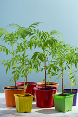 Seedling of garden flowers. Young plants of marigolds or tagetes in colorful flower pots on light blue background. Gardening concept.