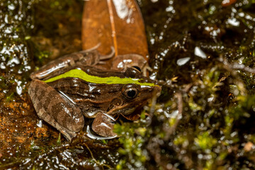 Mascarene grass frog (Ptychadena mascareniensis), or Mascarene ridged frog, endemic species of frog in the family Ptychadenidae. Ambalavao, Andringitra National Park, Madagascar wildlife animal
