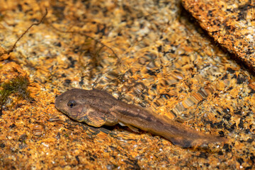 Obraz na płótnie Canvas Tadpoles Mantidactylus genus in small river creek, Ambalavao, Andringitra National Park, Madagascar wildlife animal