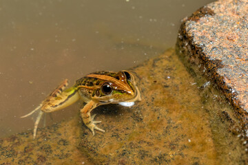 Mascarene grass frog (Ptychadena mascareniensis), or Mascarene ridged frog, endemic species of frog in the family Ptychadenidae. Ambalavao, Andringitra National Park, Madagascar wildlife animal