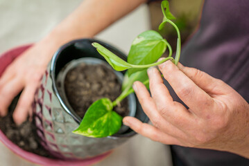 a woman transplants a flower. Home gardening, greenery concept. A gardener transplants a houseplant into a pot.