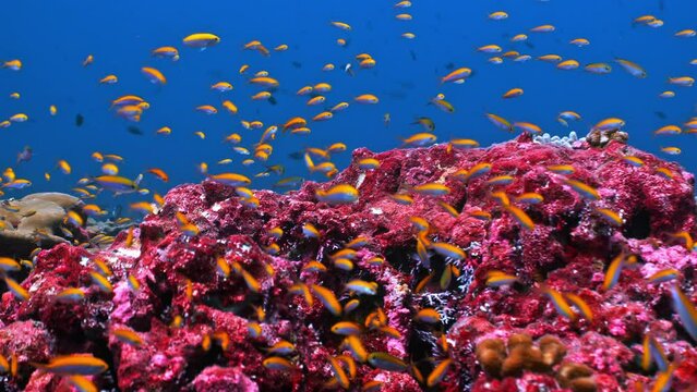 Vibrant and colourful coral reef with thousands of bright vivid fish swimming in a dense cloud over it