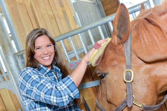 Young lady grooming a horse