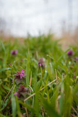 Lamium purpureum plant. Red dead-nettle, purple dead-nettle or purple archangel flowers and foliage with dew drops.