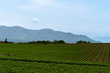 北海道　ジャガイモ畑