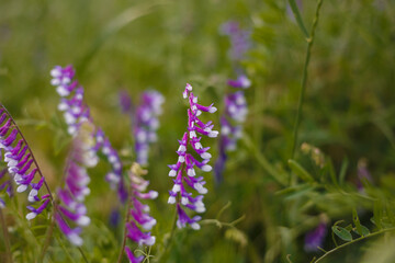 Purple white Vicia cracca, tufted or boreal vetch, cow or bird vetch flowers. Forage crop for cattle, source of nectar. Soft focused close up