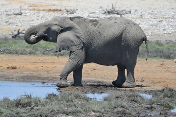 A thirsty elephant is drinking water at a waterhole
