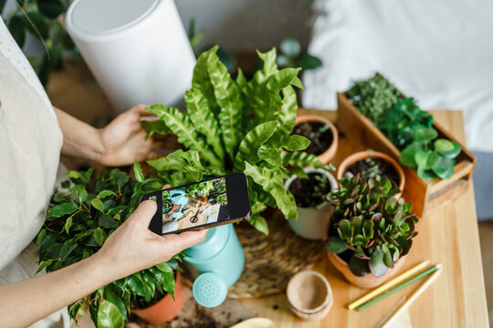 Woman photographing plants at home