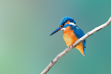 カワセミ(Kingfisher)