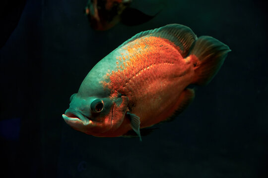 Bright red and blue astronotus fish deep in the dark sea water. Wild animals in the nature