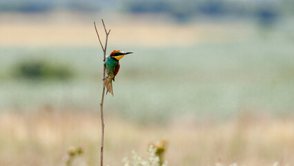 Bee Eater in the Danube Delta in Romania	