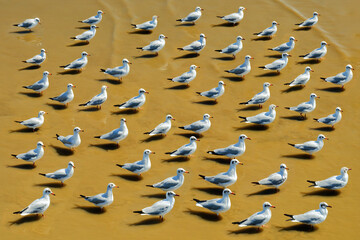 flock of seagulls standing on shore during low tide