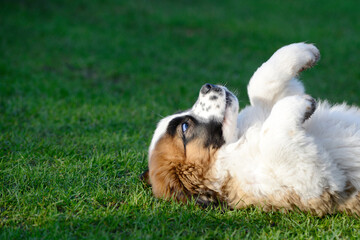 Puppy, st bernard dog lying on meadow