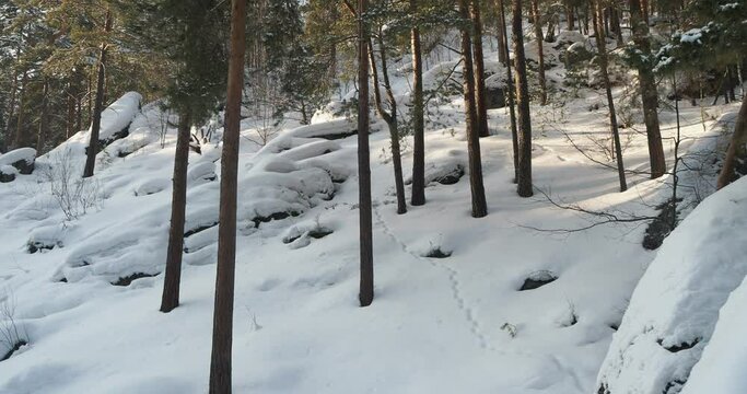 Seasons, winter. Snow-covered pine forest and large boulders in Siberia. Top view, the camera is moving.