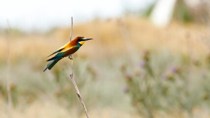 Bee Eater in the Danube Delta in Romania	