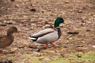 Duck on dry yellow grass in autumn
