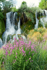 Thin pink flowers in front of the waterfall water stream. Beauty wild nature themed backgrounds