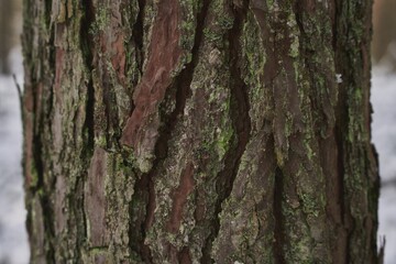 Textured plant bark of a pine tree with weathered texture and detailed crevices and rough surface