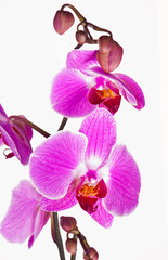 Fototapeta na wymiar pink orchid branch isolated on white background